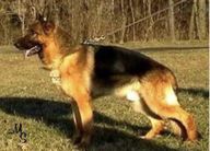 dog image background