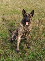 Dusty (NHSB 2959327) Dusty (NHSB 2959327)