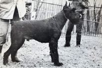 dog image background