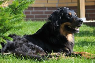 Basra vom Luener Waechter Basra vom Luener Waechter