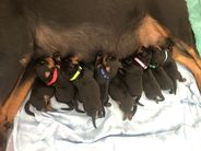 Litter C - Inspirace x Balak - 1st week