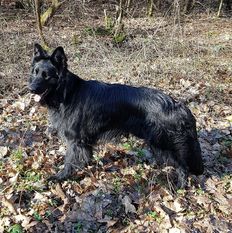 Black von der Geigenbauersiedlung Black von der Geigenbauersiedlung