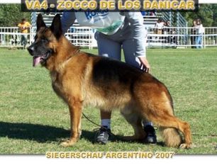 Zocco de los Danicar Zocco de los Danicar