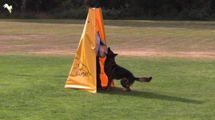 Bolt Palomino Bonito Bolt Palomino Bonito