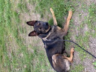 Apex ll AKC DN54474001 (Countess) Apex ll AKC DN54474001 (Countess)