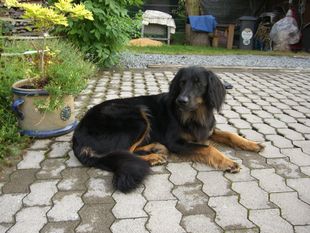 Anjana vom Rodenbächlein Anjana vom Rodenbächlein