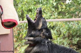 Draco von der Nibelungenburg Draco von der Nibelungenburg