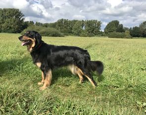 Balika-Ava Bengelchen vom Ringelsberg Balika-Ava Bengelchen vom Ringelsberg