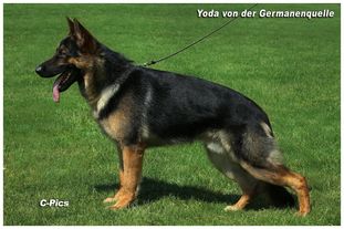 Yoda von der Germanenquelle Yoda von der Germanenquelle