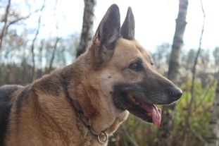 Leila SZ-R 20000028 (Kröger) Leila SZ-R 20000028 (Kröger)