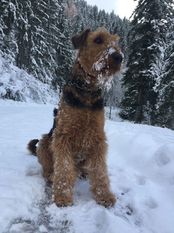 Lord Athos vom Bühlertal Lord Athos vom Bühlertal