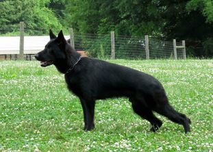 Ivan Groznyj European K9 training base Ivan Groznyj European K9 training base