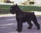 Magie Noire de Nador Cleville Magie Noire de Nador Cleville