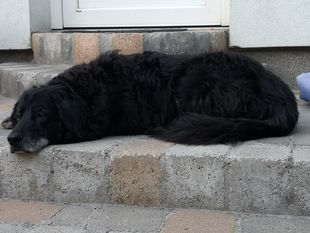 Cara Wächter der Zukunft Cara Wächter der Zukunft