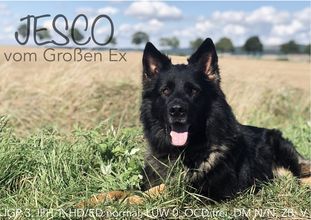 Jesco vom Großen Ex Jesco vom Großen Ex