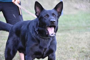 Hector COR A 32466-17/166 Hector COR A 32466-17/166
