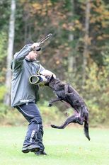 Brindle Athena Brindle Athena