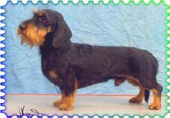 Rocco du Moulin Edelweiss Rocco du Moulin Edelweiss