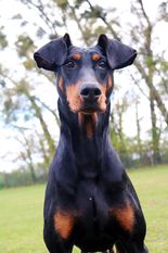 Una (MET Dob.06/04/2015) Una (MET Dob.06/04/2015)
