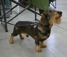 Olli von den kleinen Banditen Olli von den kleinen Banditen
