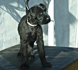 Dutydog`s Astrid Dutydog`s Astrid