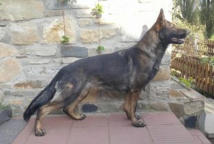 Irisa z Bakru Irisa z Bakru