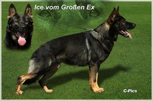 Ice vom Großen Ex Ice vom Großen Ex
