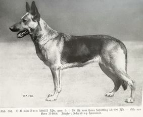 Viki von Bern Viki von Bern