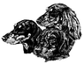 Deutscher Teckelklub e.v. (DTK)