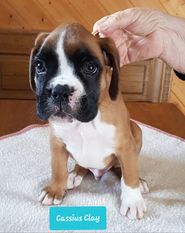 Cassius Clay vom Antiesengrund Cassius Clay vom Antiesengrund