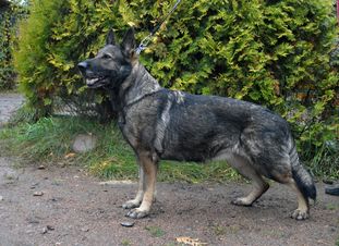 Troyen's Caneli Troyen's Caneli