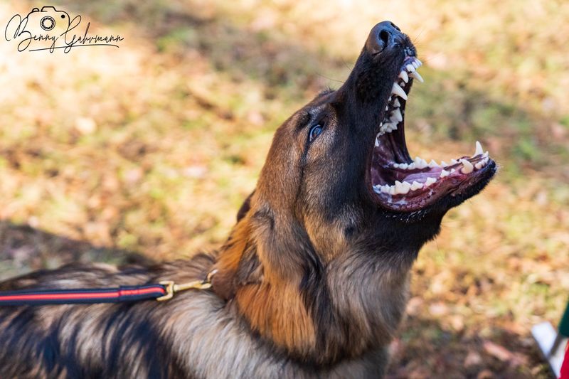 Aria vom Hilgendorfer Land workingdog