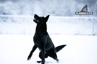 Bonita is Vilku Slenio Bonita is Vilku Slenio
