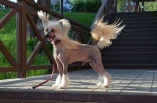 Olegro Katrin Angel Amaze Mi Olegro Katrin Angel Amaze Mi