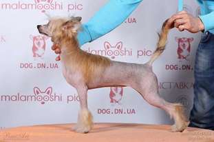 Mimi Dog Doll Lambada Mimi Dog Doll Lambada