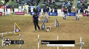 Mmj Shelties Pocket Change Mmj Shelties Pocket Change