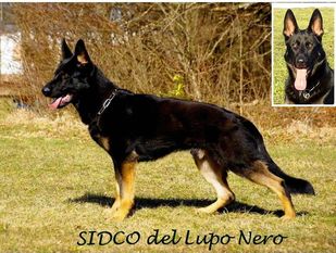 Sidco del Lupo Nero Sidco del Lupo Nero