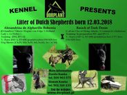 Dutch Shepherd 7 weeks - litter C