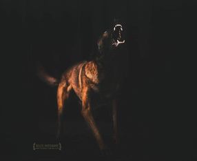 Blackneck's B'Ärke Blackneck's B'Ärke