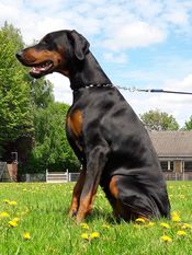 Dobergaarden Forever Felice Dobergaarden Forever Felice