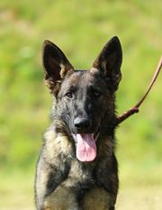 Churchill European K9 Training Base Churchill European K9 Training Base