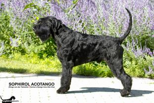 Sophirol Acotango Sophirol Acotango