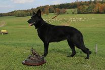 Whisky von Sentinelharts