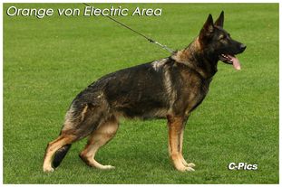 Orange von Electric Area Orange von Electric Area