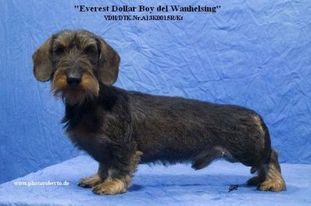 Everest Dollar Boy Del Wanhelsing Everest Dollar Boy Del Wanhelsing