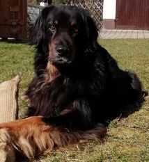 Elfe vom Schondratal Elfe vom Schondratal