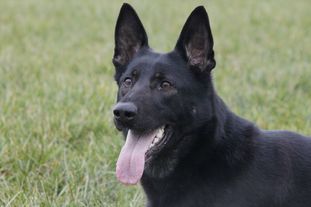 Trossack's Fortune Aydin Trossack's Fortune Aydin