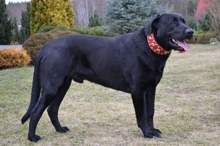 Diango KW 28843/VII/14 (Oczkowska) Diango KW 28843/VII/14 (Oczkowska)