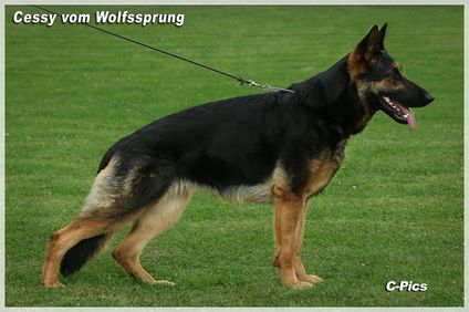 Cessy vom Wolfssprung Cessy vom Wolfssprung