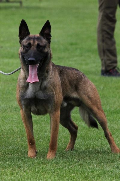 Zerberuzdk Eddi Working Dog